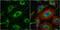 Importin 7 antibody, GTX106408, GeneTex, Immunofluorescence image 