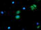 NGG1 Interacting Factor 3 Like 1 antibody, TA503663, Origene, Immunofluorescence image 