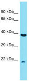 Chromosome 7 Open Reading Frame 50 antibody, TA333615, Origene, Western Blot image 