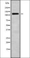 Natriuretic Peptide Receptor 1 antibody, orb336317, Biorbyt, Western Blot image 