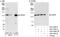 Centrosomal protein of 97 kDa antibody, A301-944A, Bethyl Labs, Western Blot image 