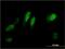 Regulator Of Cell Cycle antibody, H00028984-M01, Novus Biologicals, Immunofluorescence image 