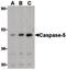 Caspase 5 antibody, PA5-20111, Invitrogen Antibodies, Western Blot image 