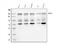 WAPL Cohesin Release Factor antibody, A03684-2, Boster Biological Technology, Western Blot image 