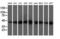 Docking Protein 2 antibody, M07956-1, Boster Biological Technology, Western Blot image 