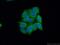 Had antibody, 19828-1-AP, Proteintech Group, Immunofluorescence image 