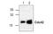 Akt antibody, MBS837560, MyBioSource, Western Blot image 