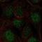 Coiled-Coil Domain Containing 63 antibody, NBP2-56562, Novus Biologicals, Immunofluorescence image 