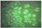 CA50 antibody, AM09238PU-N, Origene, Immunofluorescence image 