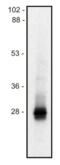 Lck Interacting Transmembrane Adaptor 1 antibody, LS-C112627, Lifespan Biosciences, Western Blot image 