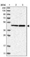Ribosome Production Factor 1 Homolog antibody, NBP1-89915, Novus Biologicals, Western Blot image 
