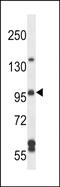 Rho Guanine Nucleotide Exchange Factor 26 antibody, PA5-48549, Invitrogen Antibodies, Western Blot image 