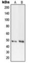 DNA Primase Subunit 1 antibody, orb360706, Biorbyt, Western Blot image 