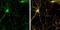 SH3 And Multiple Ankyrin Repeat Domains 2 antibody, GTX133352, GeneTex, Immunofluorescence image 