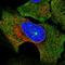 Suppressor Of Cytokine Signaling 3 antibody, HPA068569, Atlas Antibodies, Immunofluorescence image 