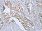 EDA antibody, CSB-PA798103, Cusabio, Immunohistochemistry frozen image 