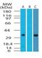 DNA damage-regulated autophagy modulator protein 1 antibody, PA1-41647, Invitrogen Antibodies, Western Blot image 