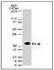 Cd95l antibody, AM00182PU-N, Origene, Western Blot image 