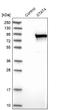 Signal Transducer And Activator Of Transcription 4 antibody, NBP1-89474, Novus Biologicals, Western Blot image 