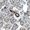 Ribosomal Protein S6 Kinase A4 antibody, AF189, R&D Systems, Immunohistochemistry frozen image 