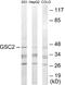 Goosecoid Homeobox 2 antibody, EKC1629, Boster Biological Technology, Western Blot image 