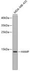 Hepcidin Antimicrobial Peptide antibody, 16-373, ProSci, Western Blot image 