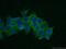 Phosphoglycolate Phosphatase antibody, 25081-1-AP, Proteintech Group, Immunofluorescence image 