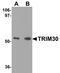 Tripartite motif-containing protein 30 antibody, NBP2-41087, Novus Biologicals, Western Blot image 