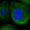 LanC Like 1 antibody, NBP1-81796, Novus Biologicals, Immunocytochemistry image 