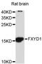FXYD Domain Containing Ion Transport Regulator 1 antibody, STJ111208, St John