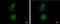 Alpha And Gamma Adaptin Binding Protein antibody, GTX120374, GeneTex, Immunofluorescence image 