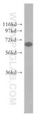 ANT2 antibody, 51031-1-AP, Proteintech Group, Western Blot image 