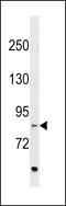 Ecotropic Viral Integration Site 5 Like antibody, LS-C159575, Lifespan Biosciences, Western Blot image 