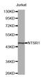Neurotensin receptor type 1 antibody, TA327495, Origene, Western Blot image 