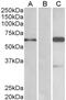 BAI1 Associated Protein 2 antibody, NB100-826, Novus Biologicals, Western Blot image 