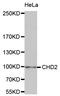 Chromodomain Helicase DNA Binding Protein 2 antibody, LS-C334370, Lifespan Biosciences, Western Blot image 