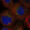 GBF1 antibody, NBP1-88844, Novus Biologicals, Immunofluorescence image 