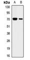 Keratin 2 antibody, orb411745, Biorbyt, Western Blot image 