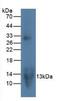 C-C Motif Chemokine Ligand 20 antibody, LS-C663562, Lifespan Biosciences, Western Blot image 