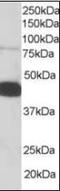 Pleckstrin antibody, orb88765, Biorbyt, Western Blot image 