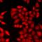 Cryptochrome-2 antibody, orb412506, Biorbyt, Immunofluorescence image 
