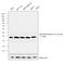 Histone H3 antibody, MA5-14867, Invitrogen Antibodies, Western Blot image 