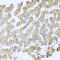 MOK Protein Kinase antibody, 18-140, ProSci, Immunohistochemistry paraffin image 