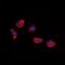 Mitogen-Activated Protein Kinase 1 antibody, orb315598, Biorbyt, Immunofluorescence image 