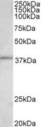 Fos Proto-Oncogene, AP-1 Transcription Factor Subunit antibody, TA311326, Origene, Western Blot image 