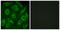 Cadherin Related 23 antibody, LS-B6643, Lifespan Biosciences, Immunofluorescence image 