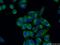 Peptidylprolyl Isomerase B antibody, 66047-1-Ig, Proteintech Group, Immunofluorescence image 
