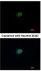 Replication Factor C Subunit 2 antibody, NBP1-32253, Novus Biologicals, Immunofluorescence image 