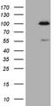 SP110 Nuclear Body Protein antibody, LS-C791443, Lifespan Biosciences, Western Blot image 