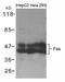 FAS antibody, 79-640, ProSci, Western Blot image 